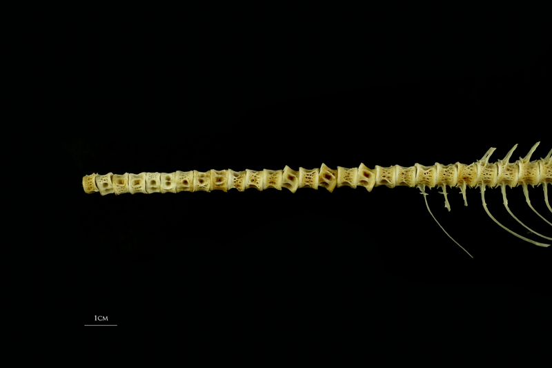 Trout precaudal vertebra lateral view