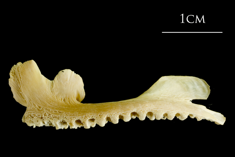 Atlantic cod premaxilla lateral view