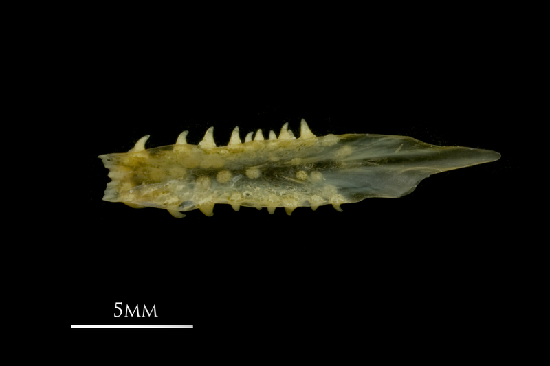 European smelt vomer ventral view