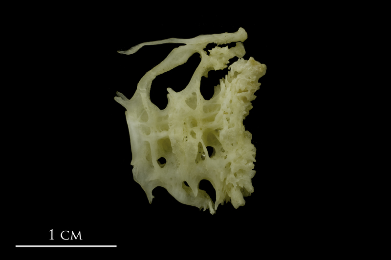 European conger ultimate vertebra lateral view