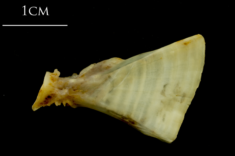 Ballan wrasse ultimate vertebra lateral view