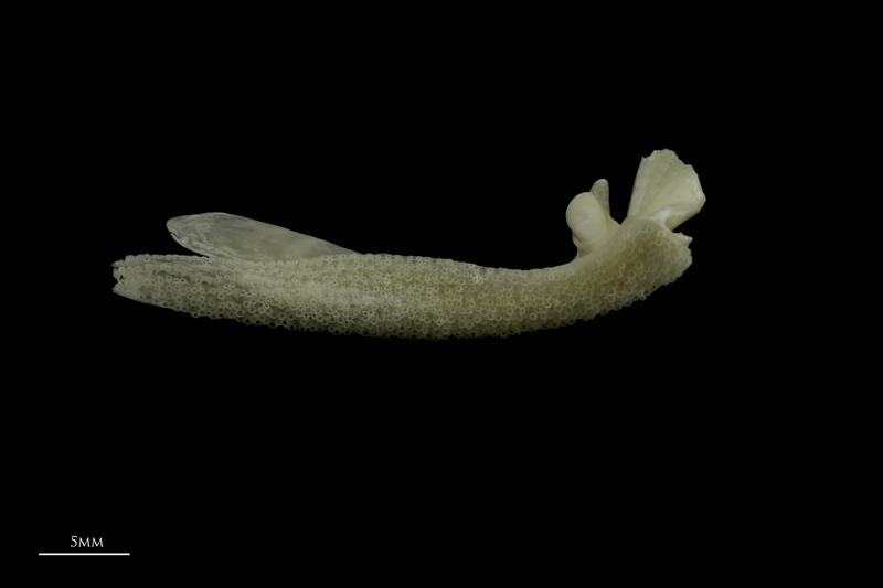 Burbot premaxilla medial view