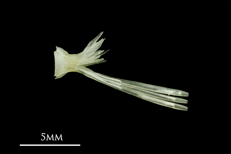 Common sole ultimate vertebra lateral view