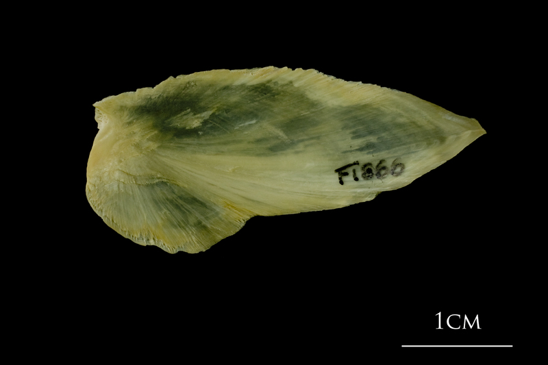 Atlantic cod subopercular medial view