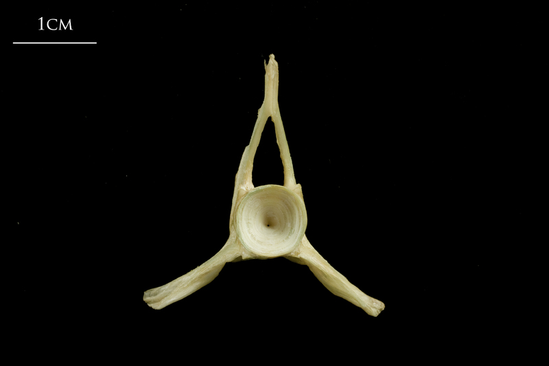 European hake precaudal vertebra posterior view