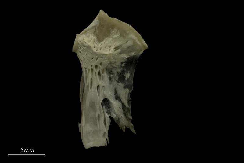 Grayling hyomandibular medial view