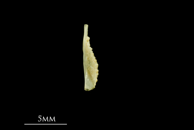 Five-Bearded Rockling pharyngeal ventral view