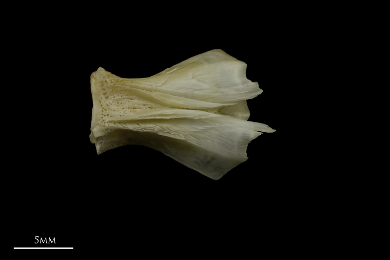 Zander basioccipital ventral view