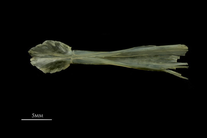 European smelt parasphenoid ventral view