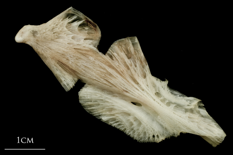 Atlantic halibut ceratohyal epihyal complex medial view