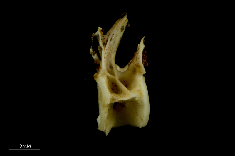 Common carp precaudal vertebra lateral view