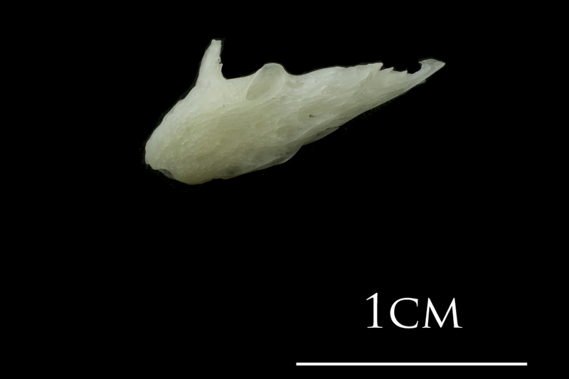 European plaice posttemporal medial view