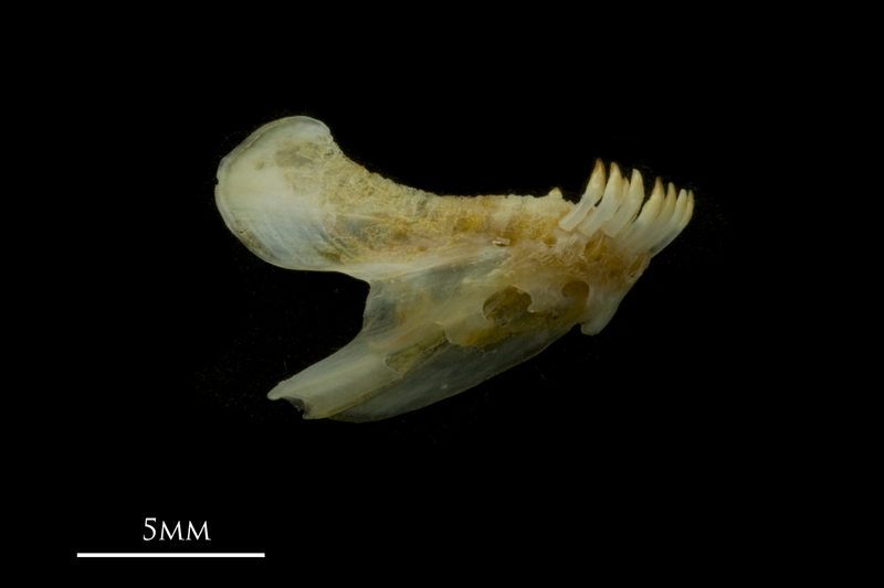 Black seabream dentary medial view