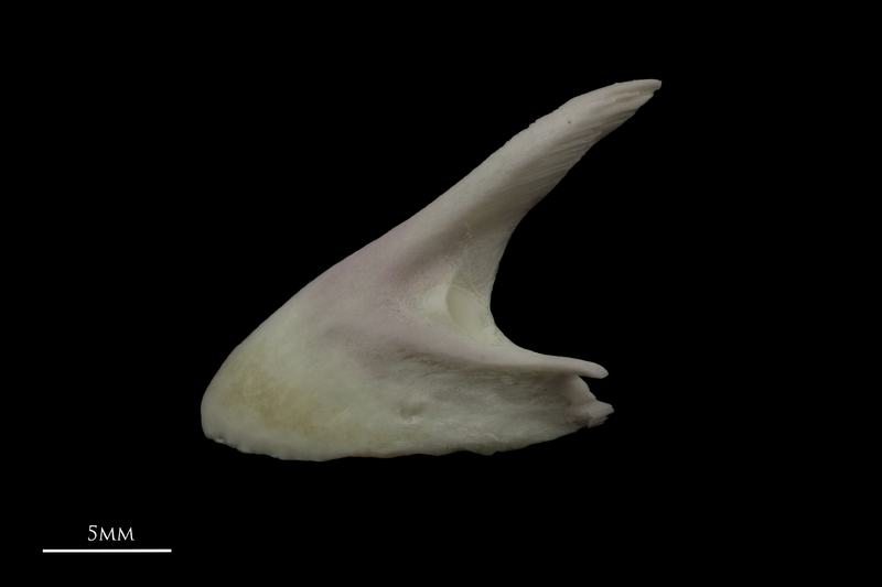 Parrot fish premaxilla lateral view