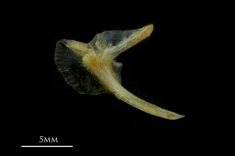 Black seabream posttemporal medial view