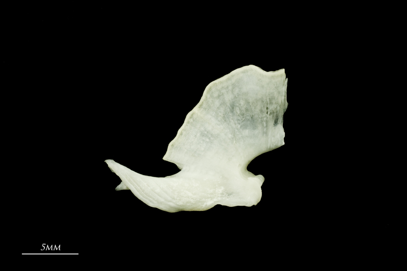 Freshwater bream quadrate medial view