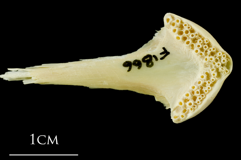 Atlantic cod vomer ventral view