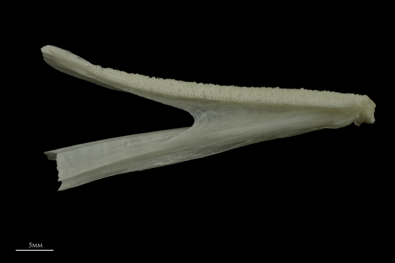 Burbot dentary medial view