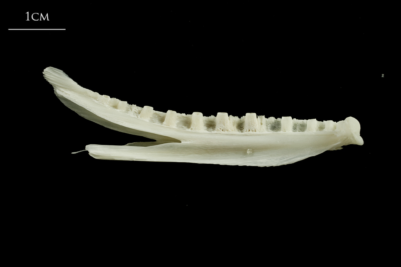 Ling dentary medial view