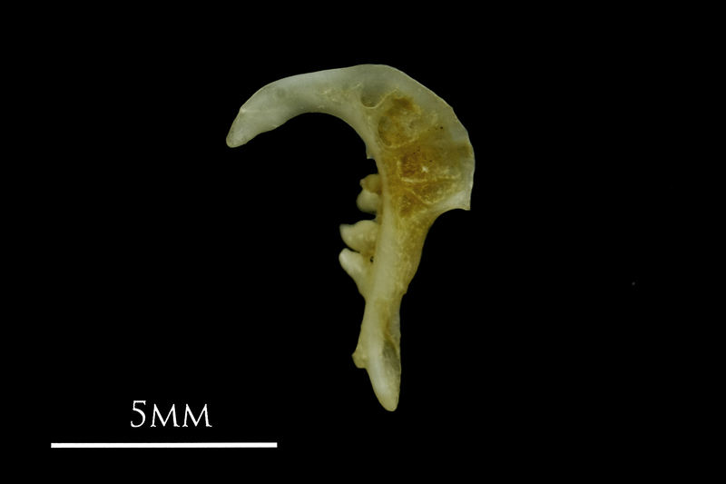 Gudgeon pharyngeal ventral view