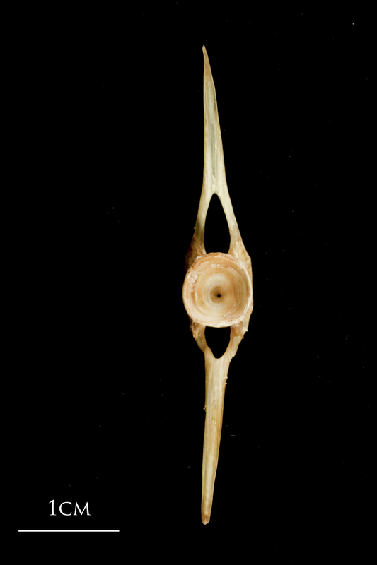 Catfish caudal vertebra anterior view