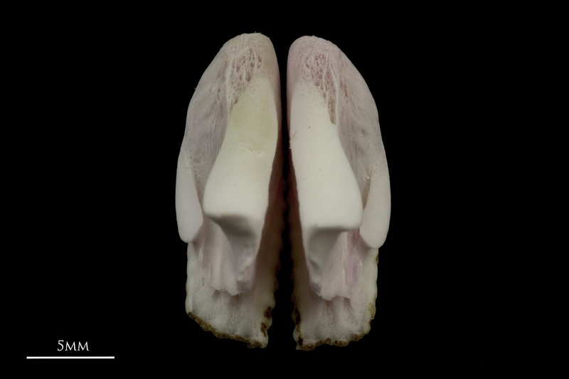 Parrot fish pharyngeal dorsal view