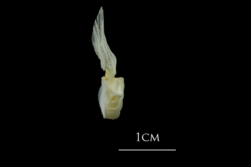 European plaice first vertebra lateral view