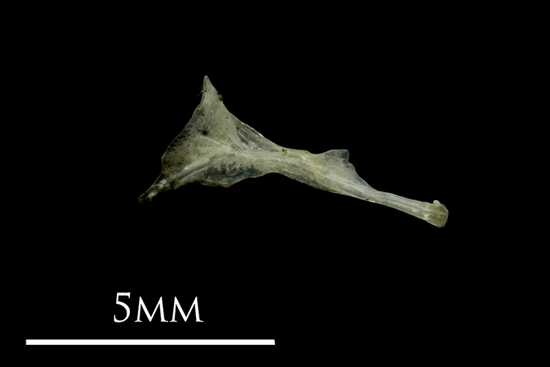 Three-spined stickleback cleithrum medial view