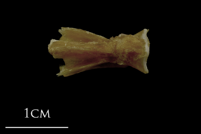 Spanish mackerel basioccipital ventral view