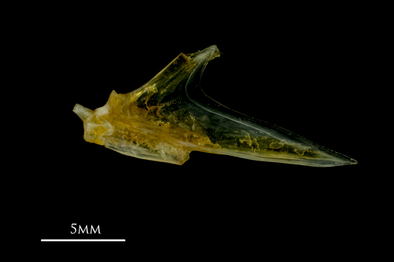 Grey gurnard articular medial view