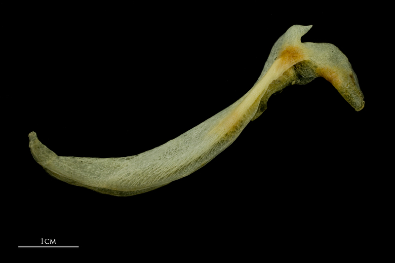 Atlantic mackerel cleithrum lateral view