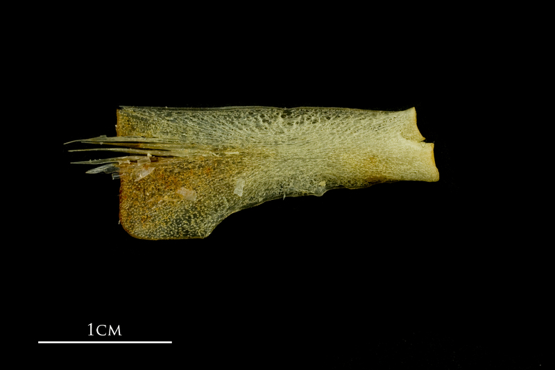 Atlantic mackerel ceratohyal medial view