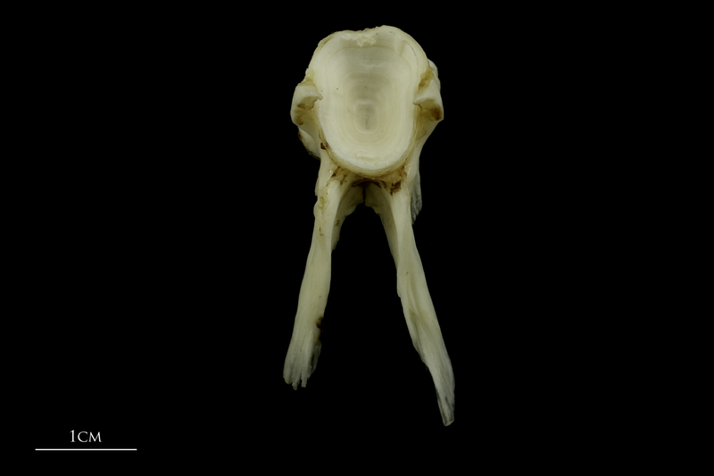 Grey Triggerfish precaudal vertebra anterior view