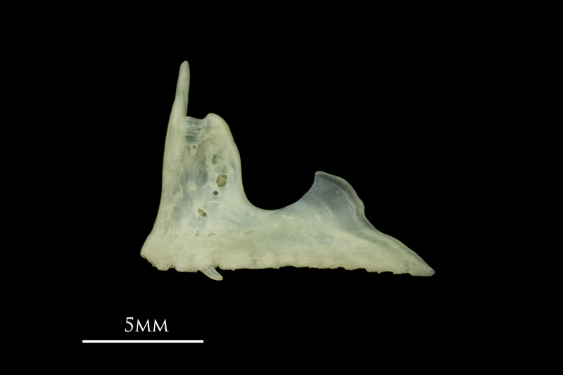 Red mullet premaxilla lateral view