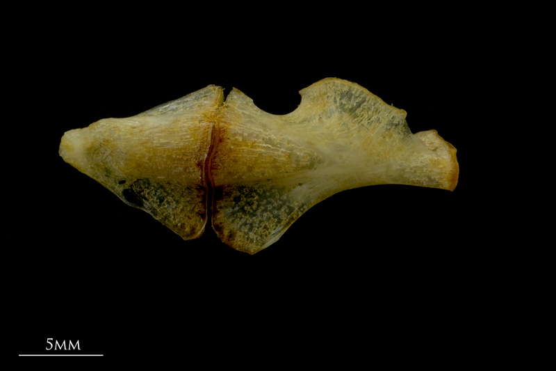 Gilthead seabream ceratohyal epihyal complex medial view