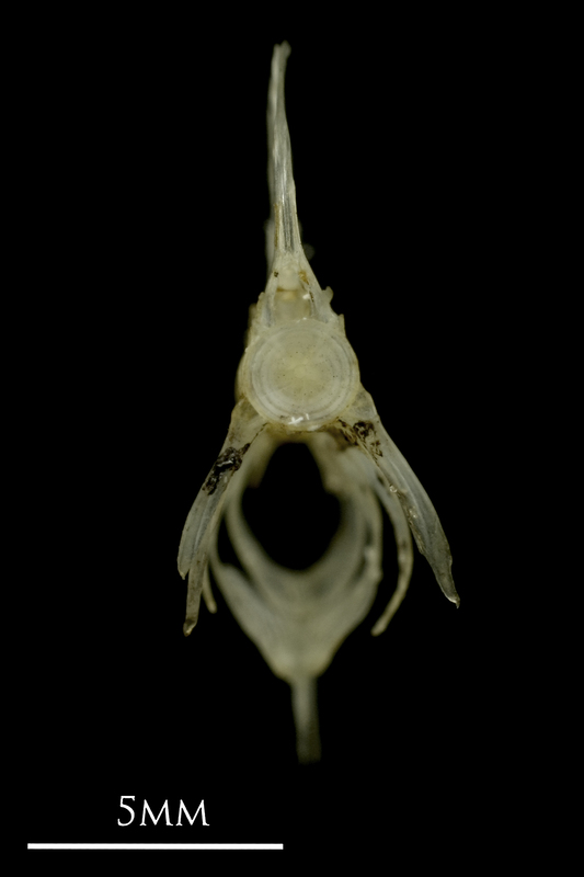 Sandsmelt caudal vertebra anterior view