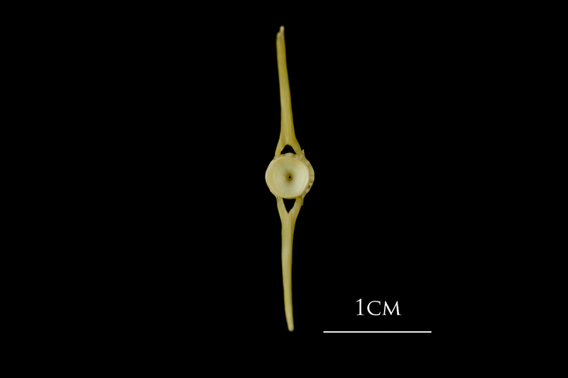 Atlantic cod ultimate vertebra posterior view