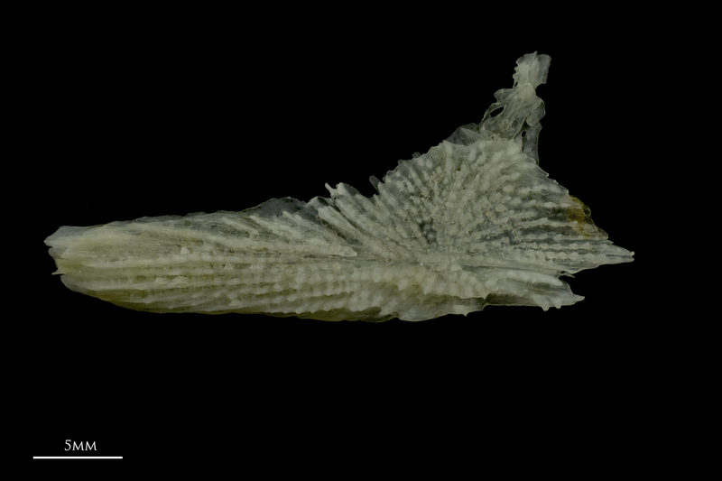 Red gurnard for assessment lateral view