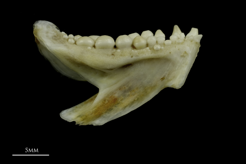 Couch's seabream dentary medial view