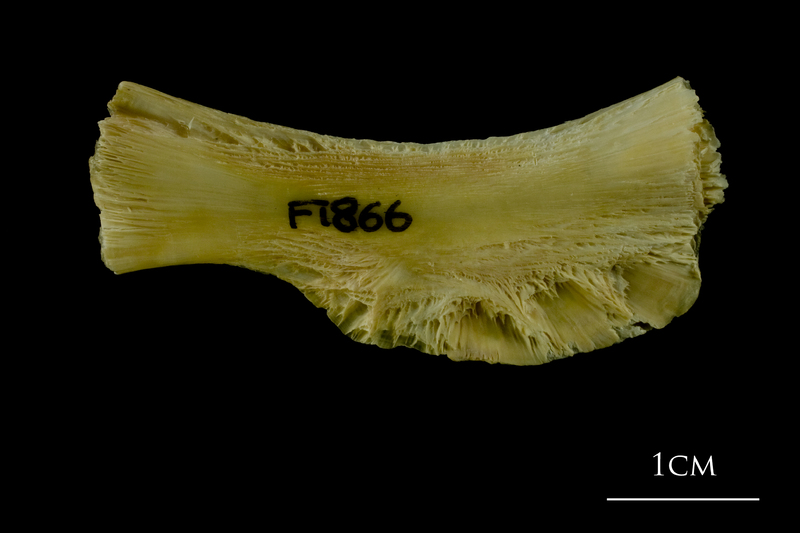 Atlantic cod ceratohyal lateral view