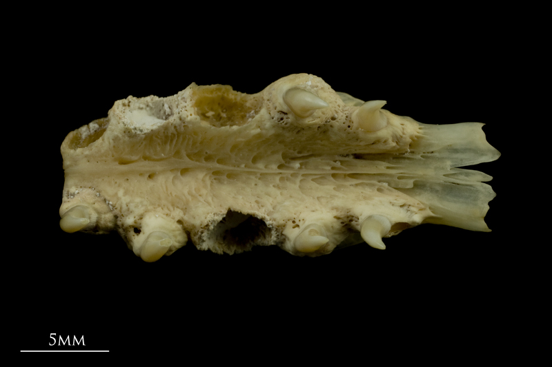 Trout pharyngeal dorsal view