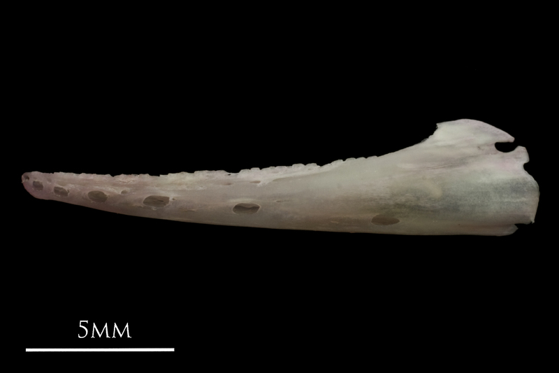 European eel dentary lateral view