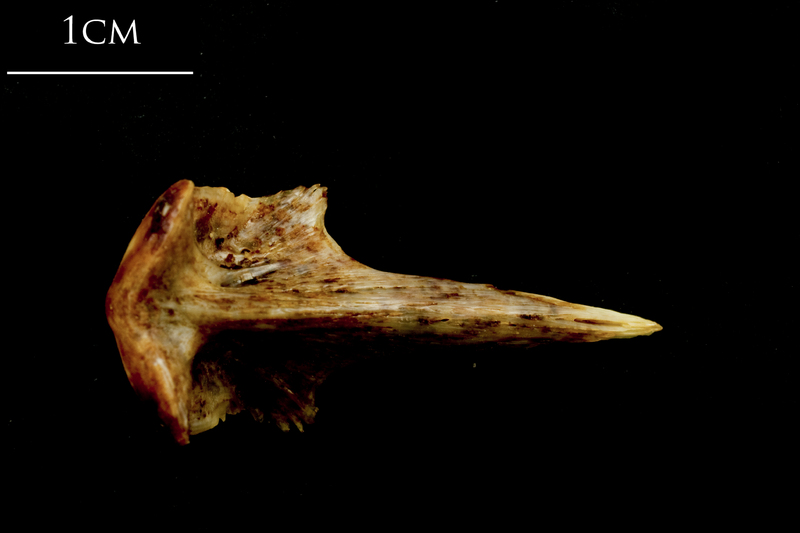 Ballan wrasse vomer ventral view