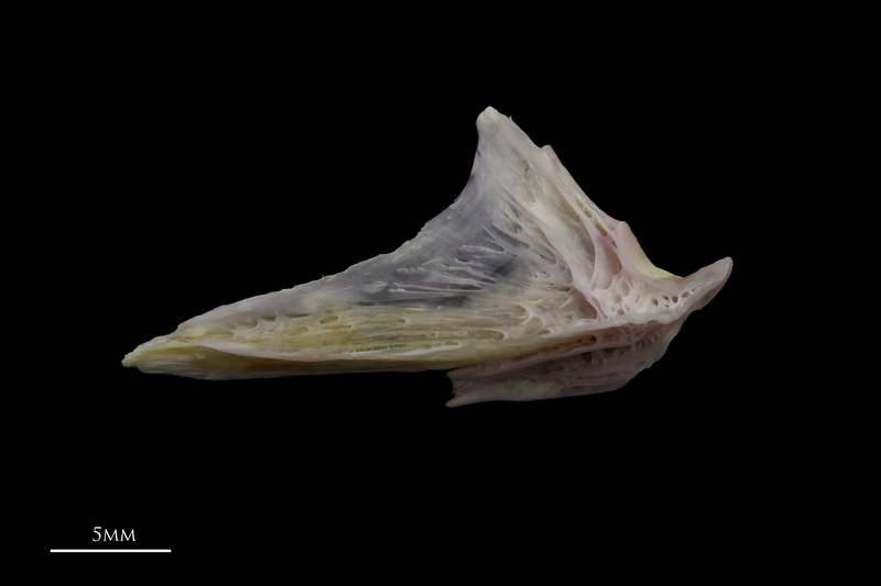 Tub gurnard articular lateral view