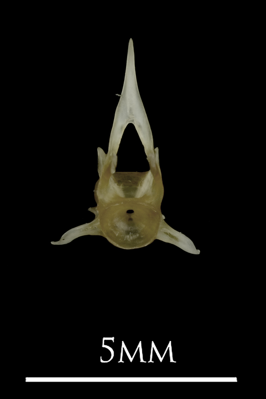 Eelpout precaudal vertebra anterior view