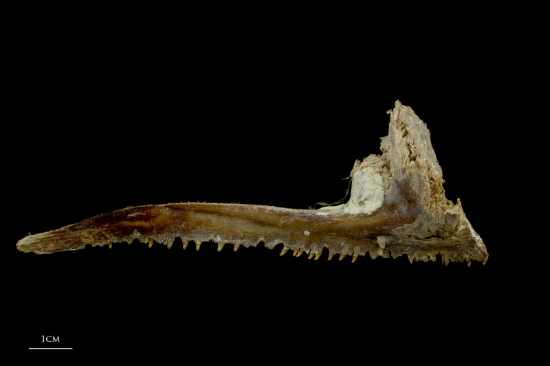 Atlantic bluefin tuna  premaxilla medial view