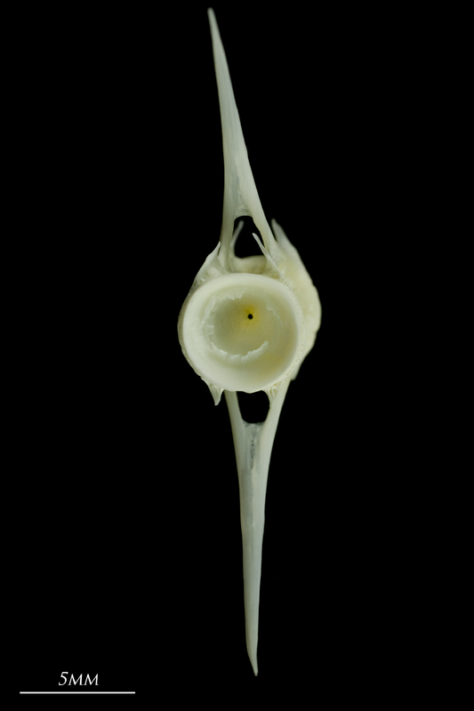 European seabass caudal vertebra posterior view