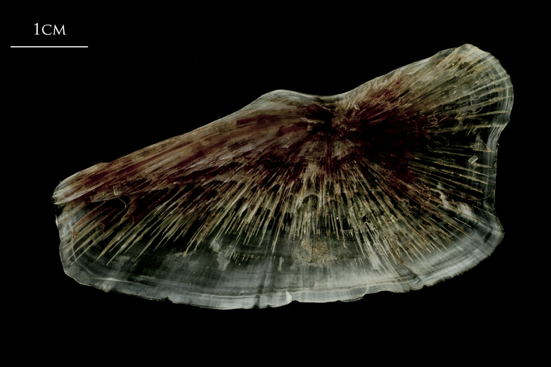 Atlantic halibut subopercular medial view