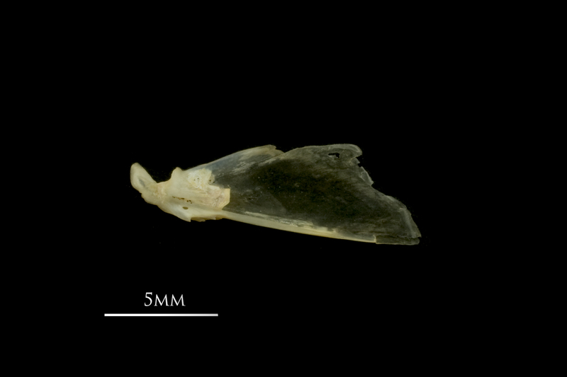 Vendace articular medial view