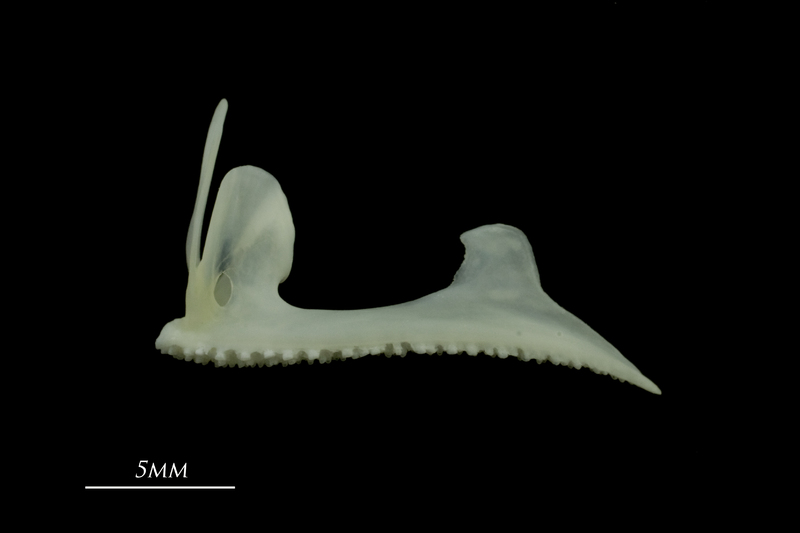 European seabass premaxilla lateral view